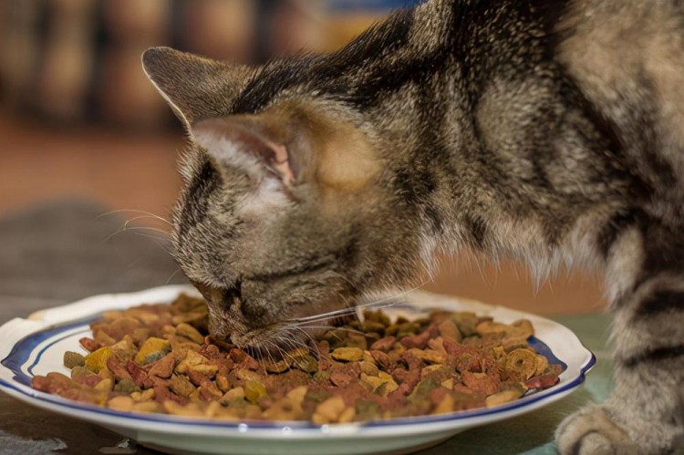 猫挑食越来越瘦怎么办