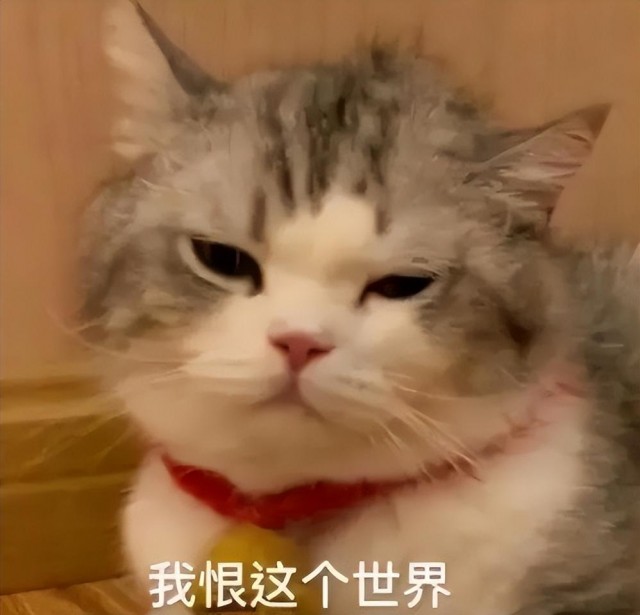 给猫咪买了一个巨大的猫抓板，2小时后…猫抓板怎么样？