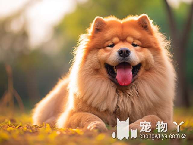 辨别幼犬和蝴蝶犬的方法